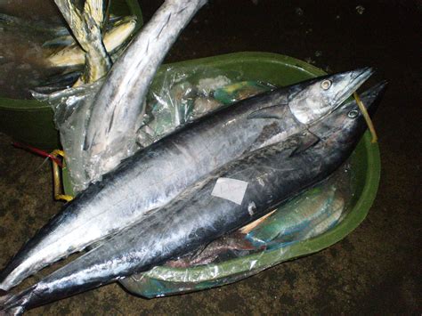 tanigue fish